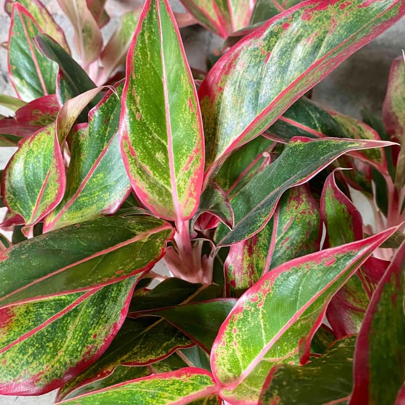 Chinese Evergreen (Aglaonema)