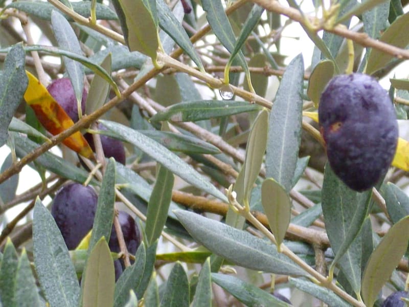Arbequina Olive