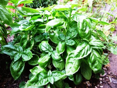 Sweet Basil