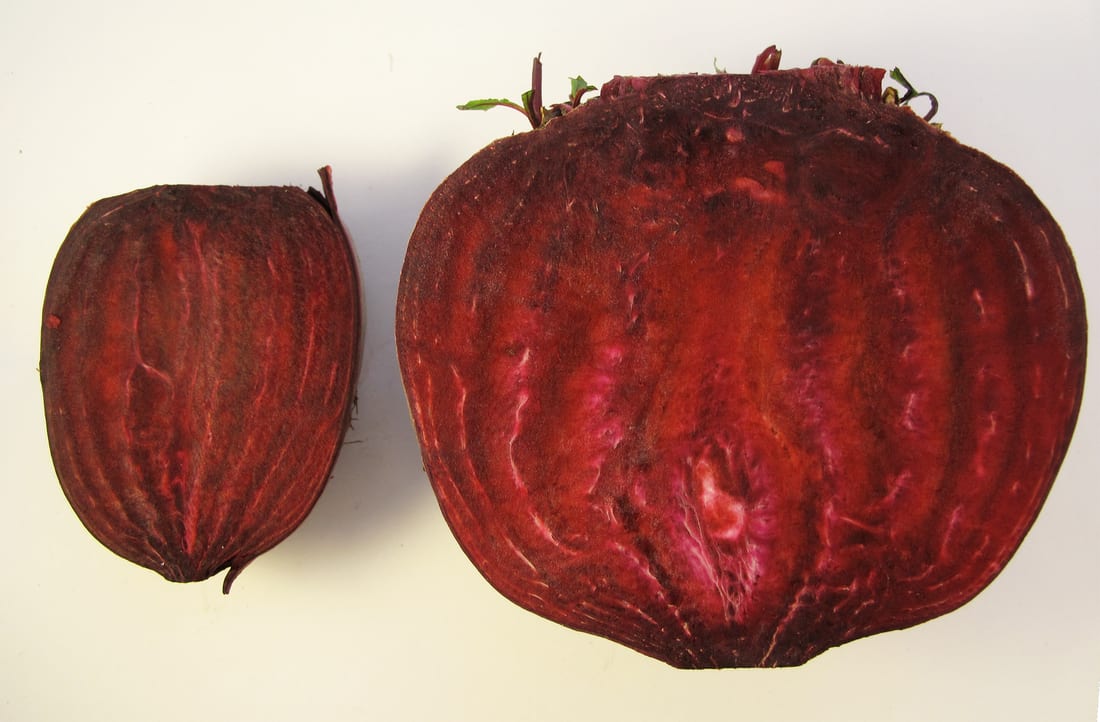 Beet / Beetroot