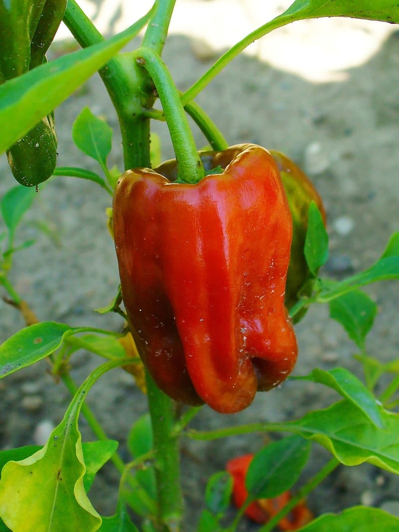 Bell Pepper