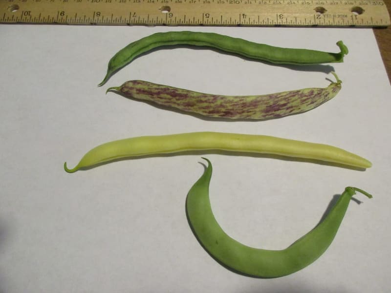 Bush Bean