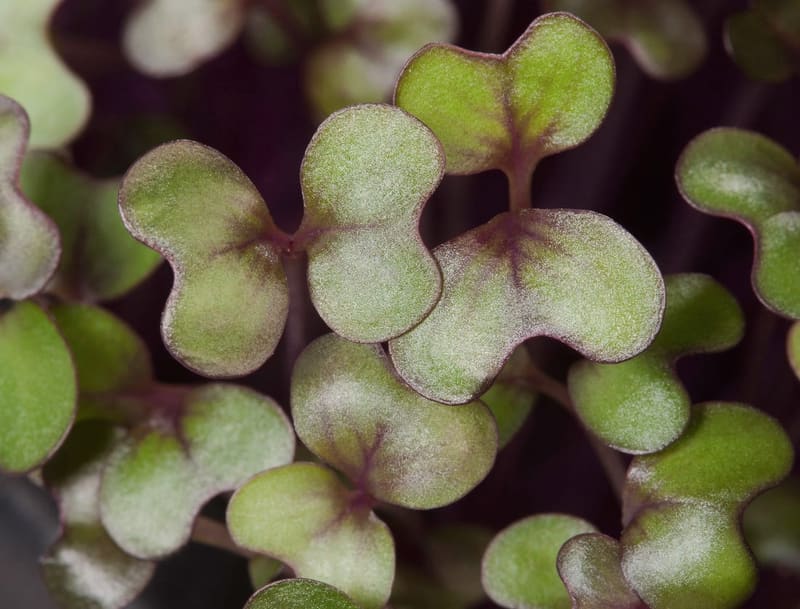 Red Cabbage Microgreens