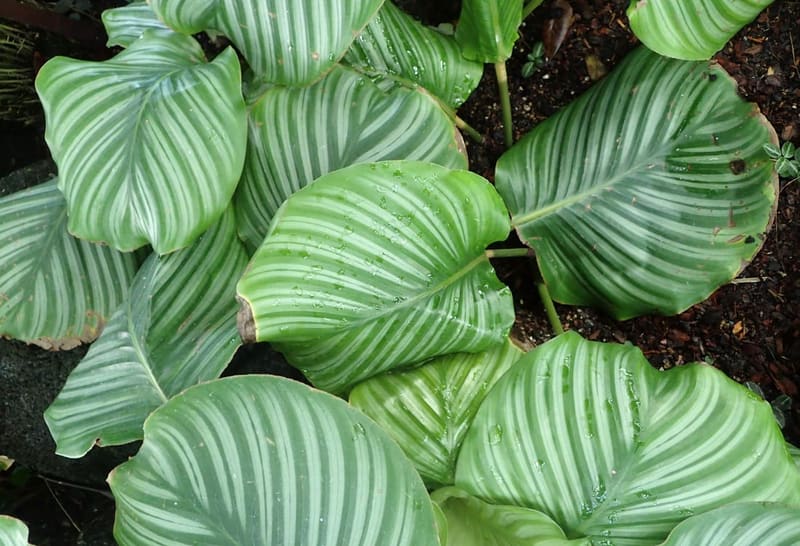 Calathea (Prayer Plant)