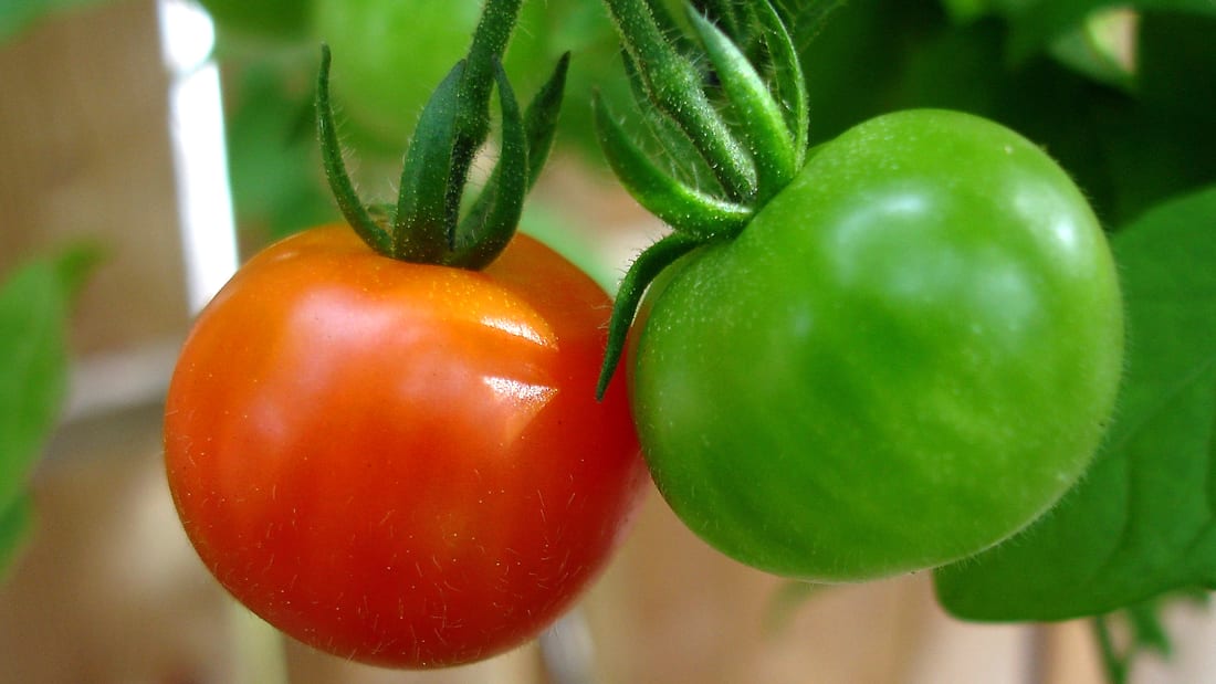 Cherry Tomato