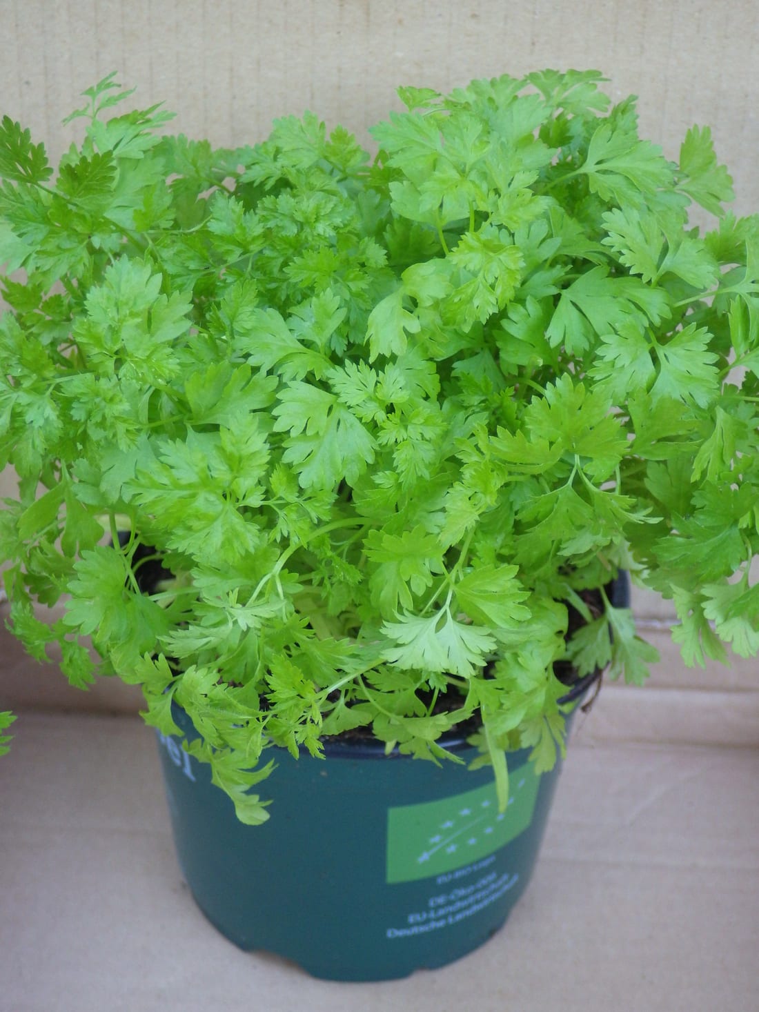 Chervil (French Parsley)