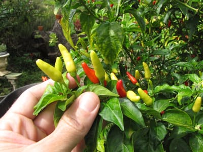 Chili Pepper