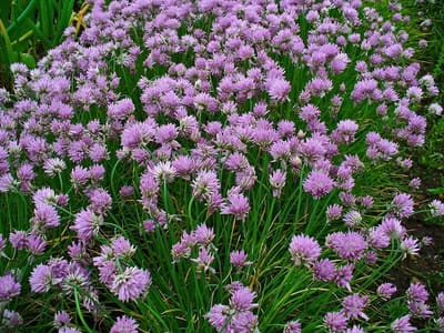 Chives