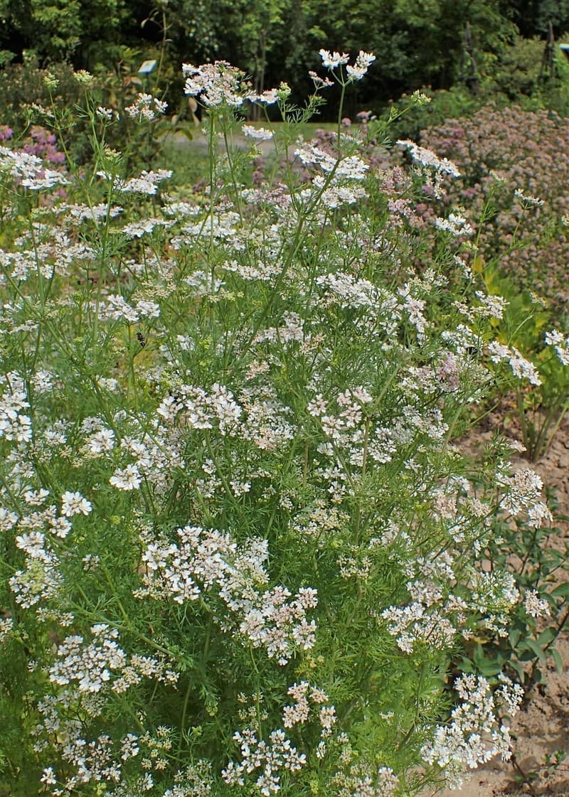 Cilantro / Coriander