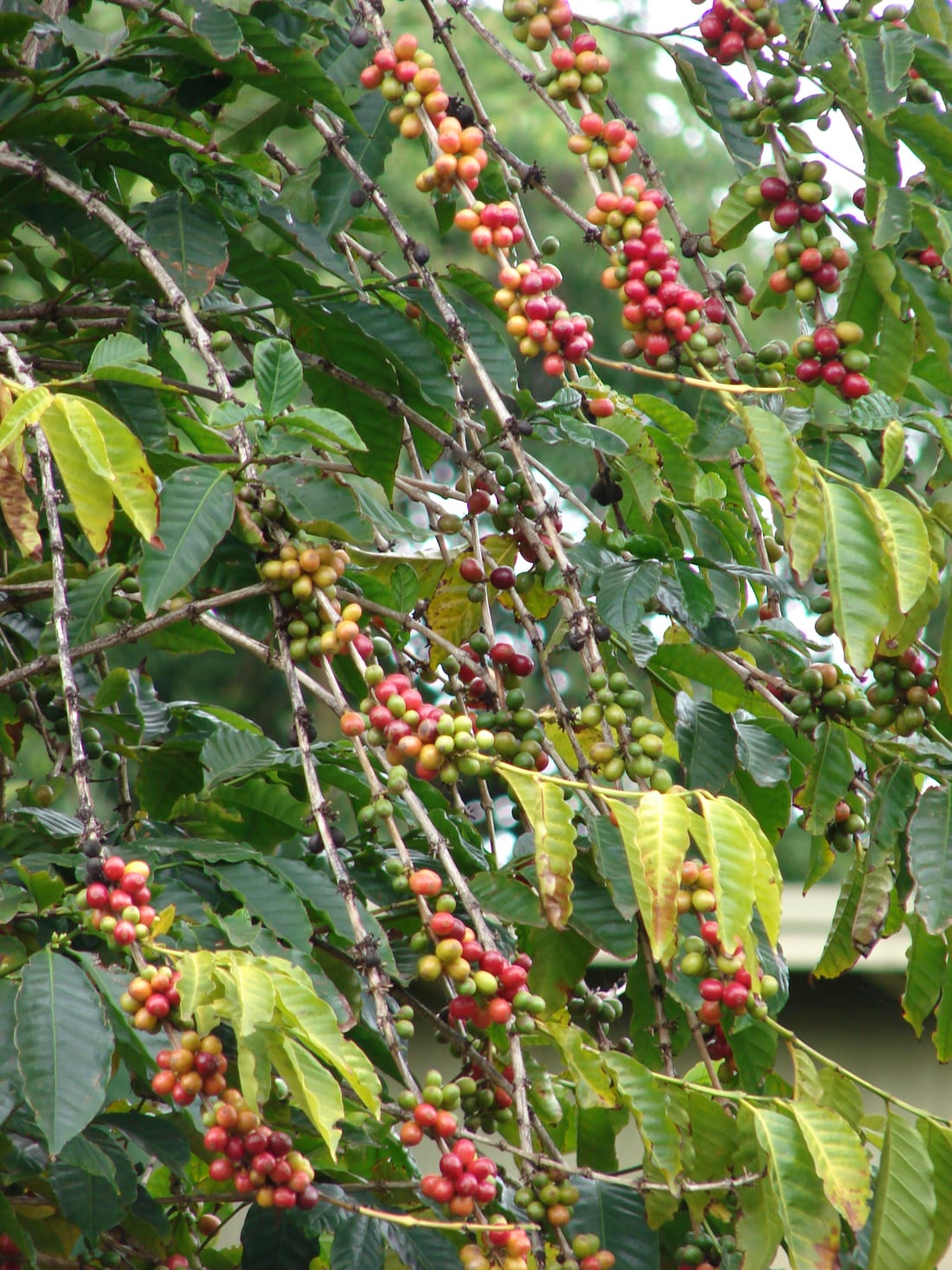 Coffee Plant