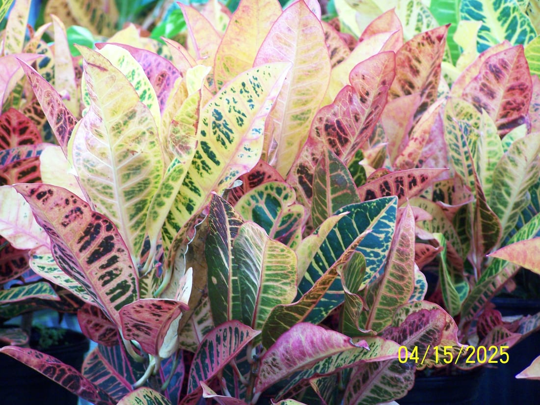 Croton (Garden Croton)