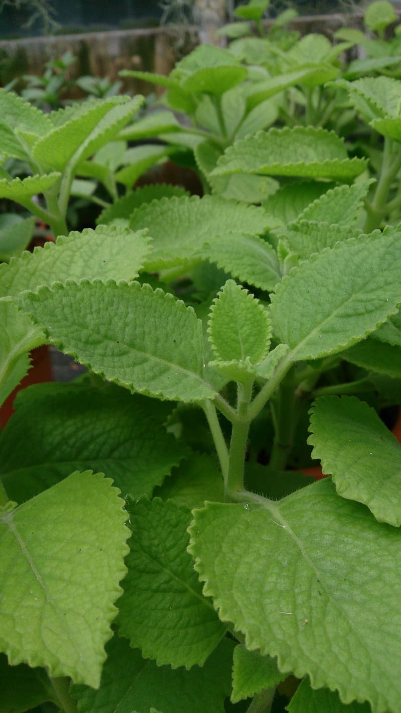Cuban Oregano