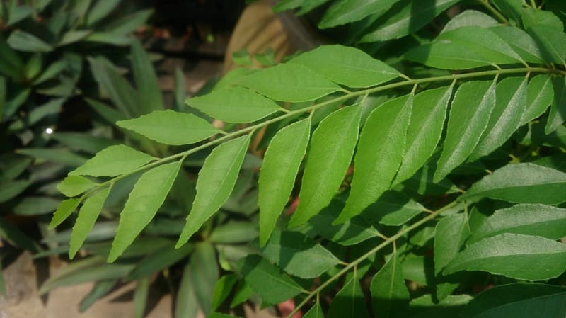 Curry Leaf