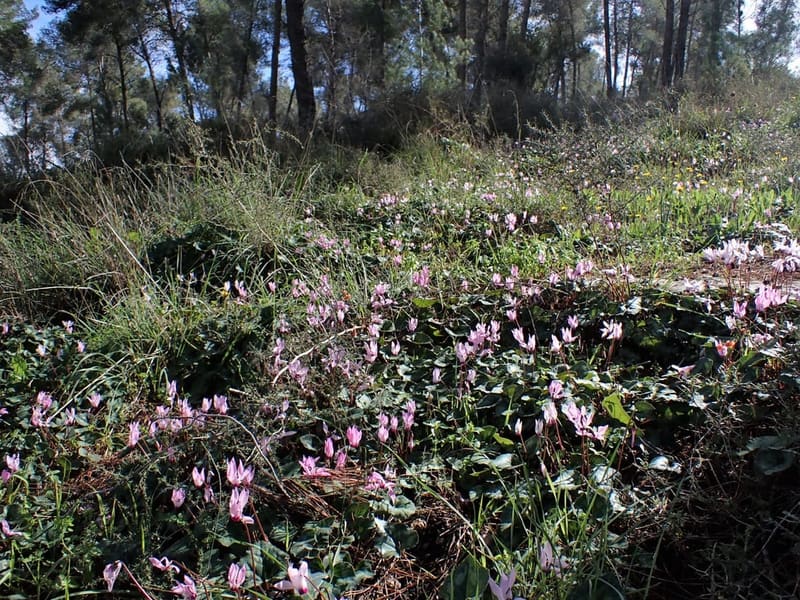 Cyclamen