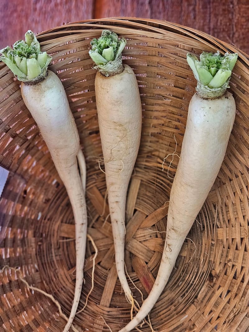 Daikon Radish