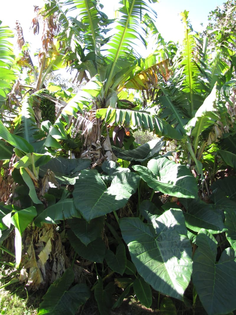 Dwarf Cavendish Banana