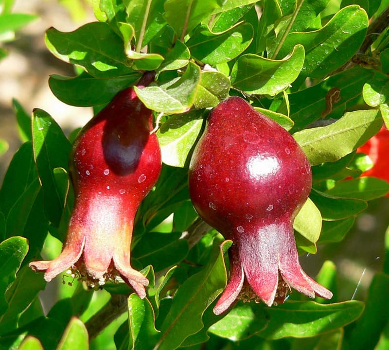 Dwarf Pomegranate