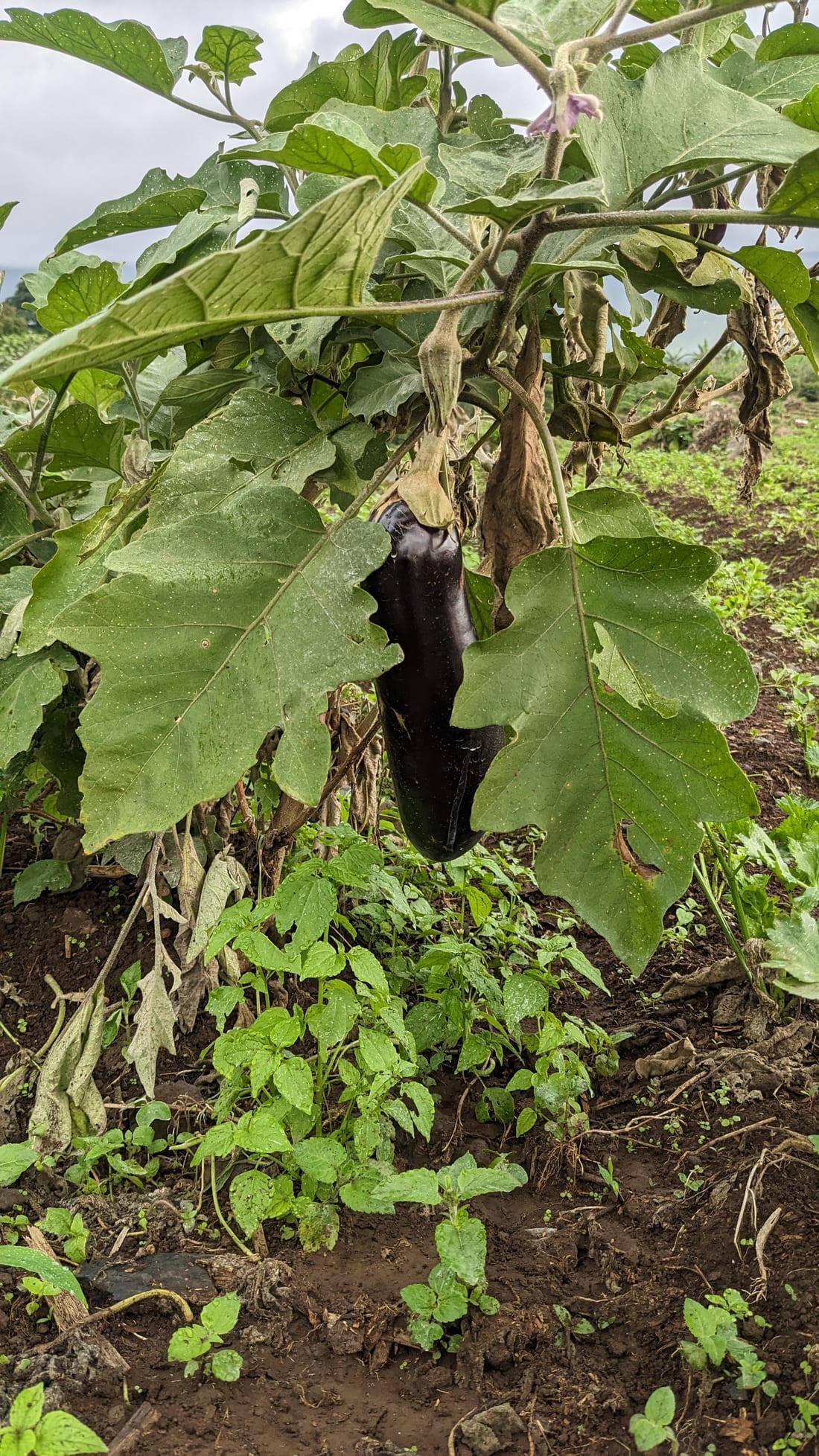 Eggplant / Aubergine