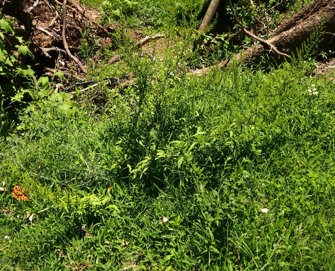 Epazote