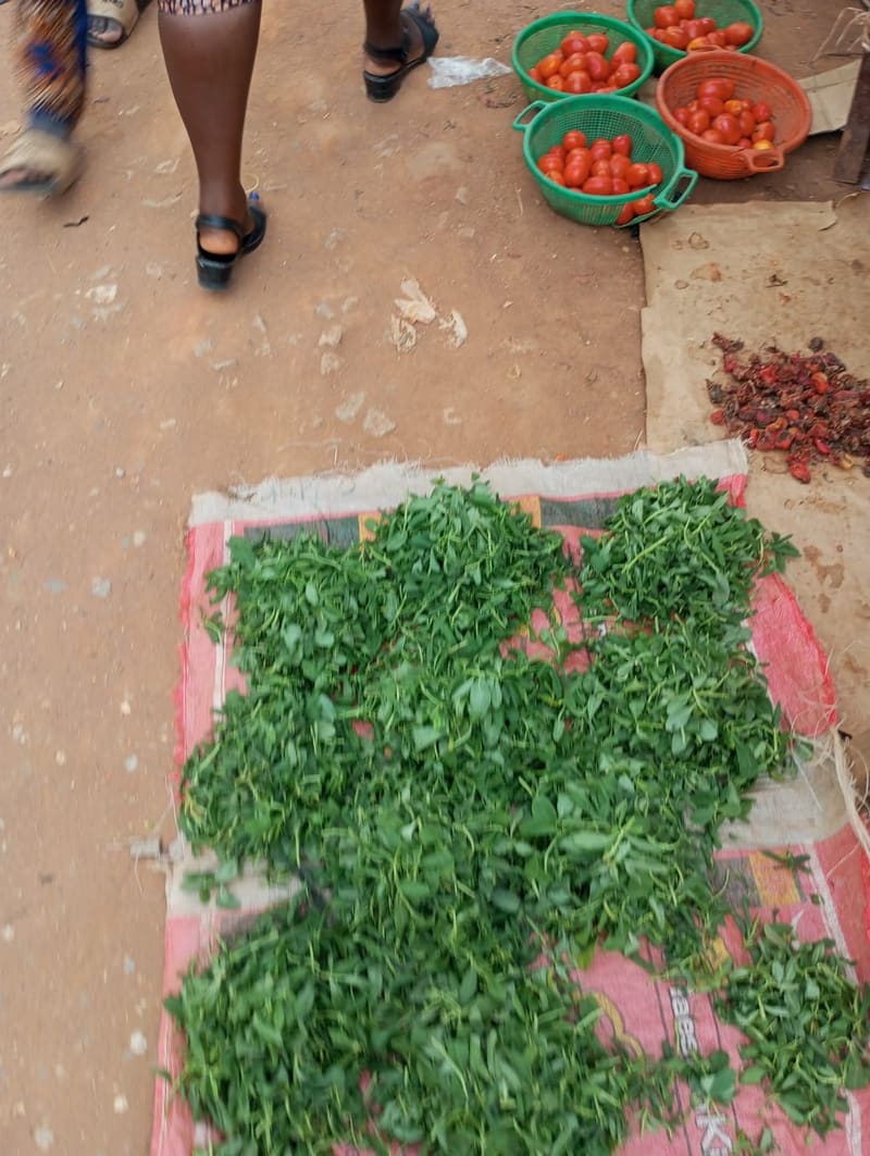 Fenugreek / Methi