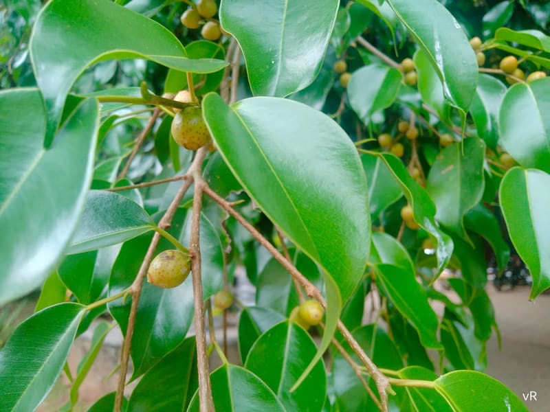 Weeping Fig