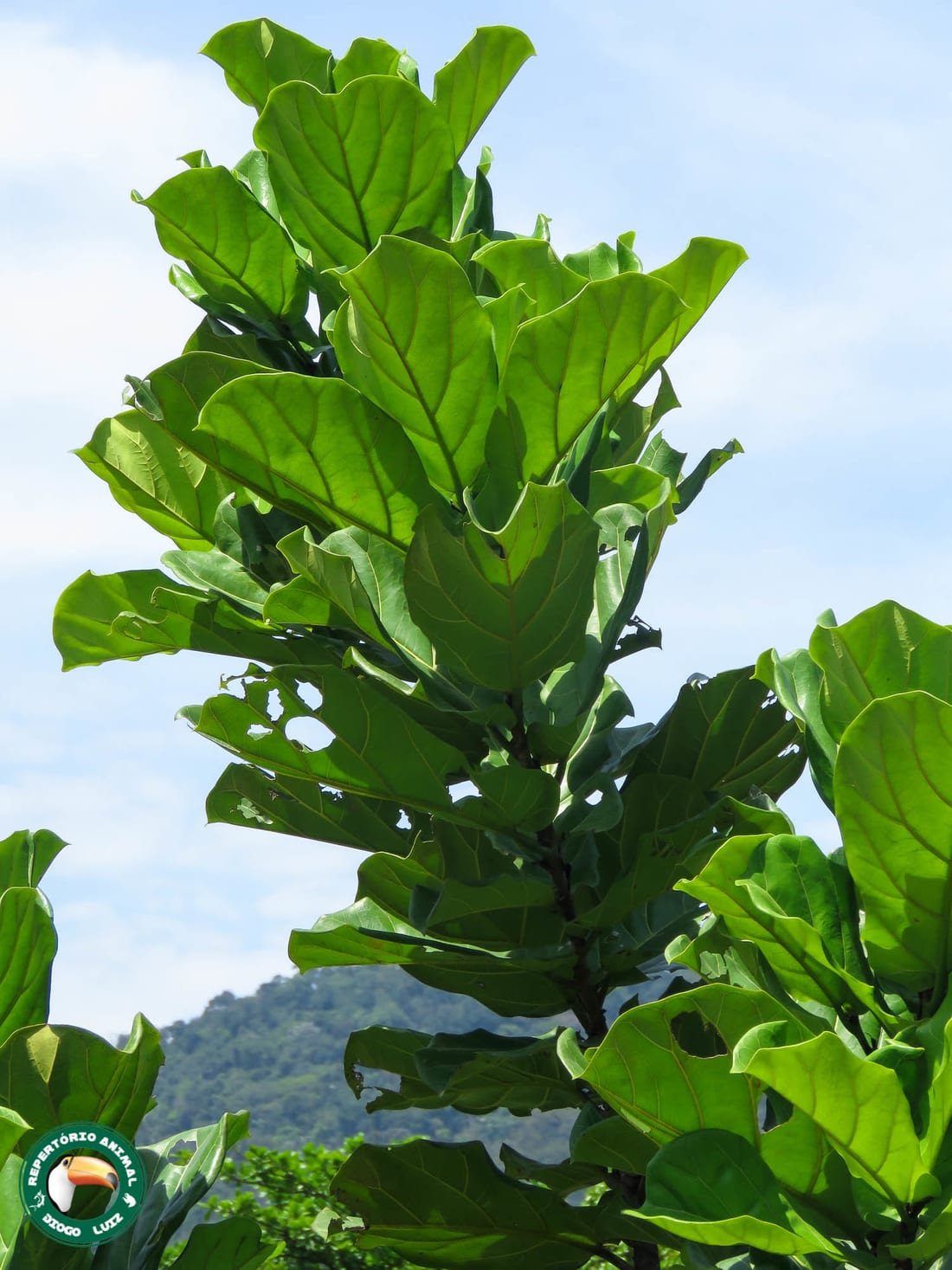 Fiddle Leaf Fig