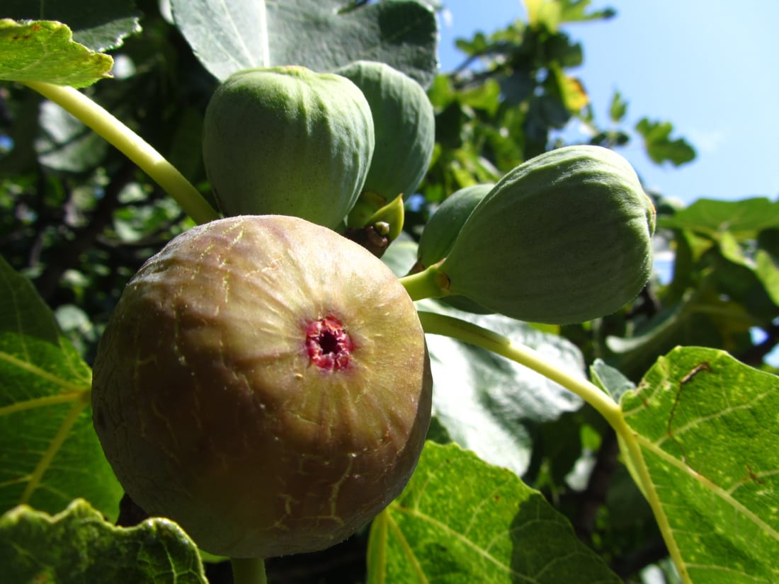 Fig (Container)