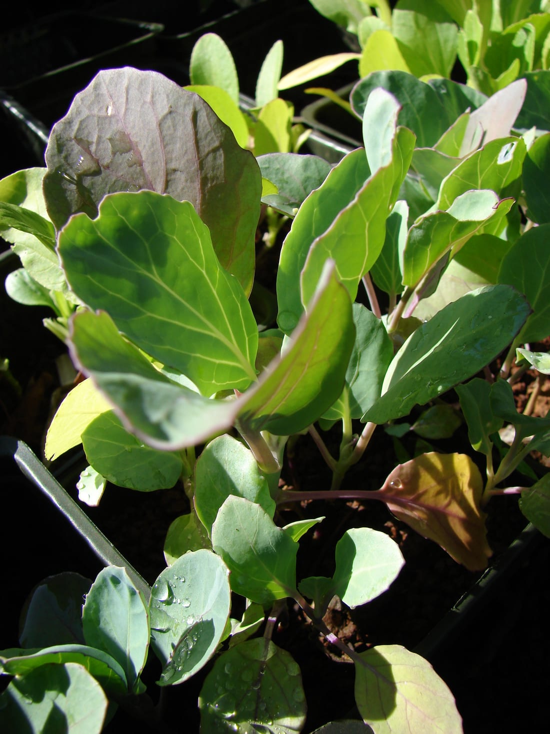 Gai Lan / Chinese Broccoli