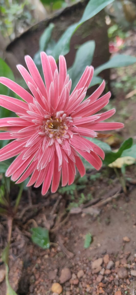 Gerbera Daisy