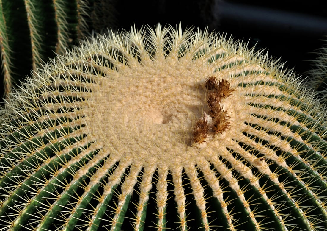 Golden Barrel Cactus