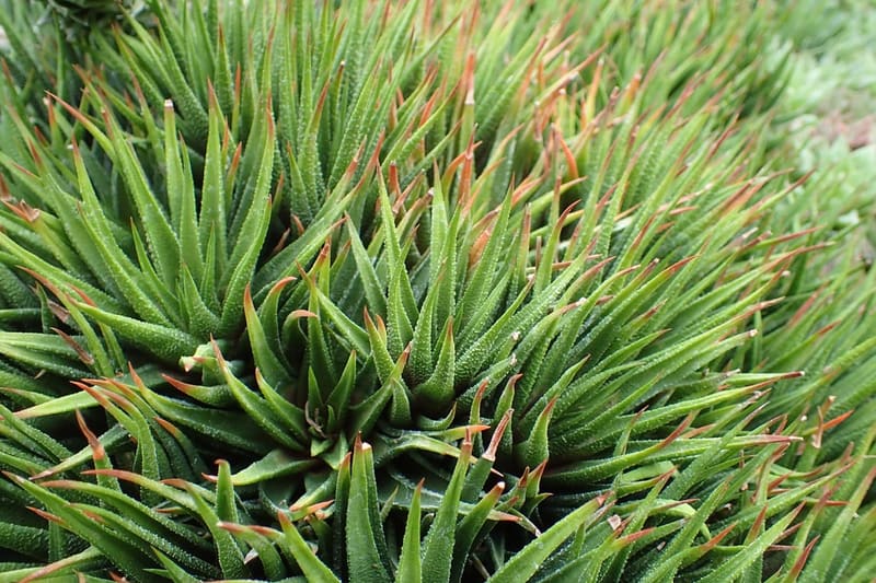 Zebra Plant (Haworthia)
