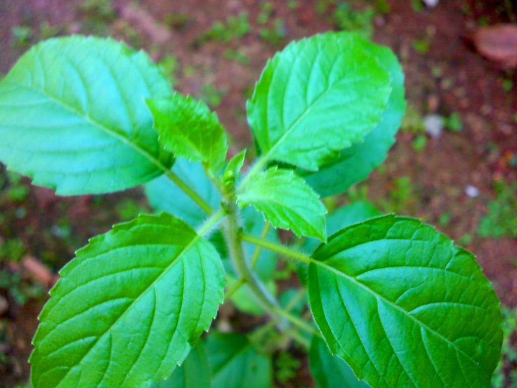 Holy Basil / Tulsi