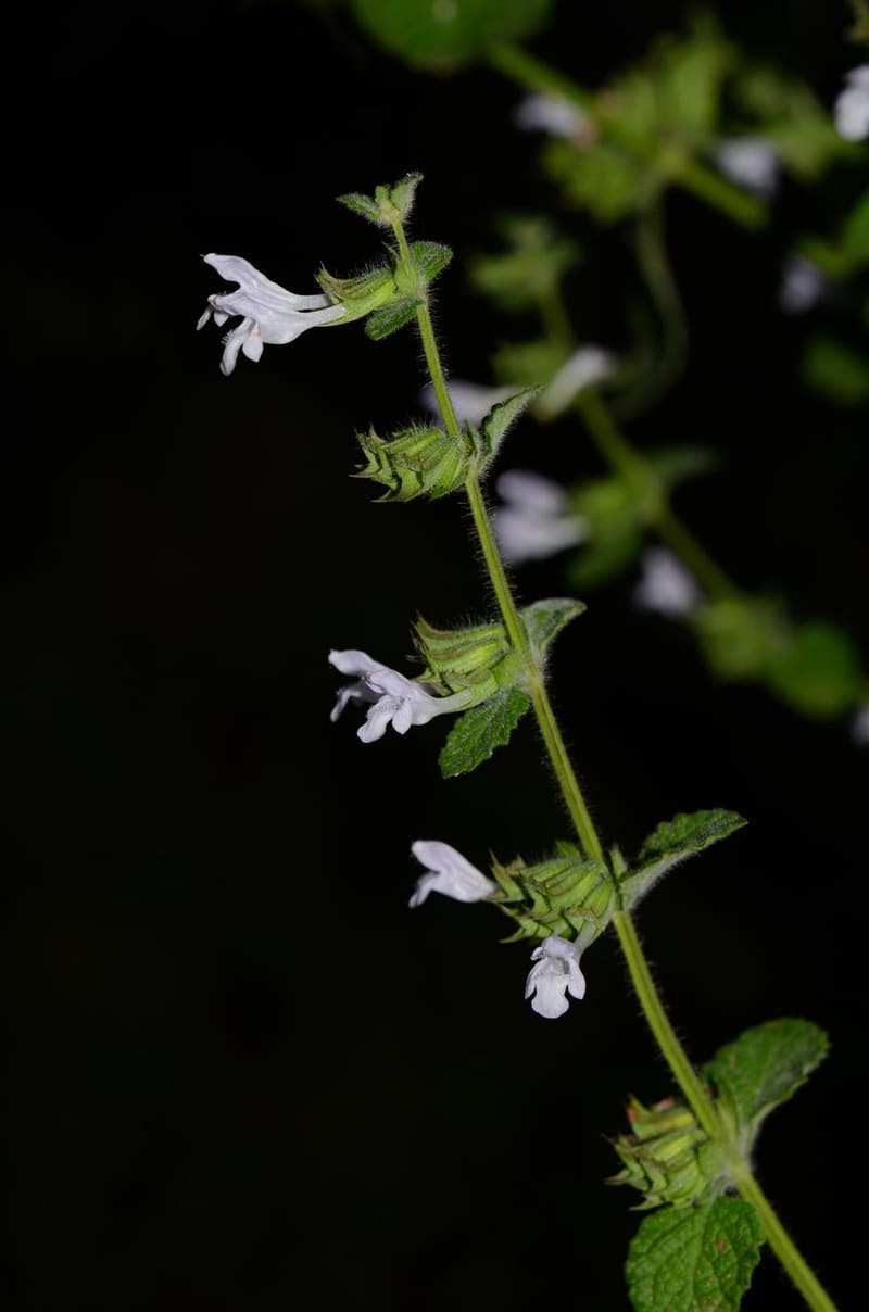 Lemon Balm