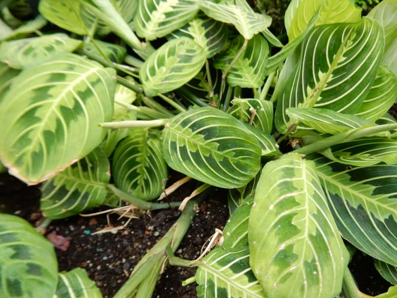 Lemon Lime Prayer Plant