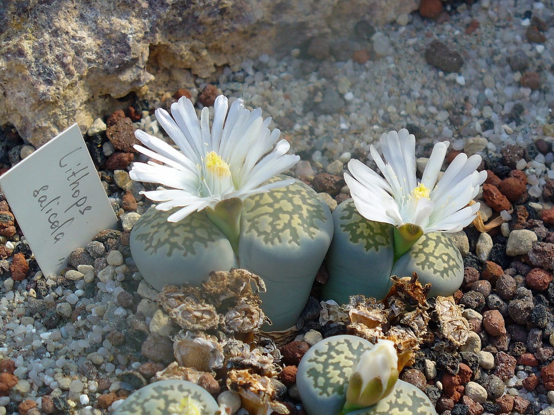 Living Stones (Lithops)