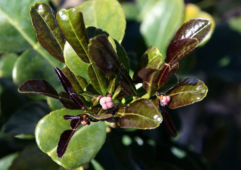 Makrut Lime
