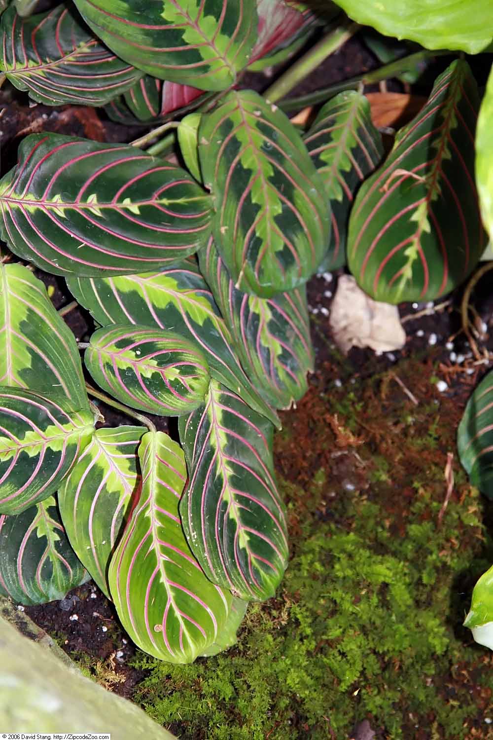 Red Prayer Plant