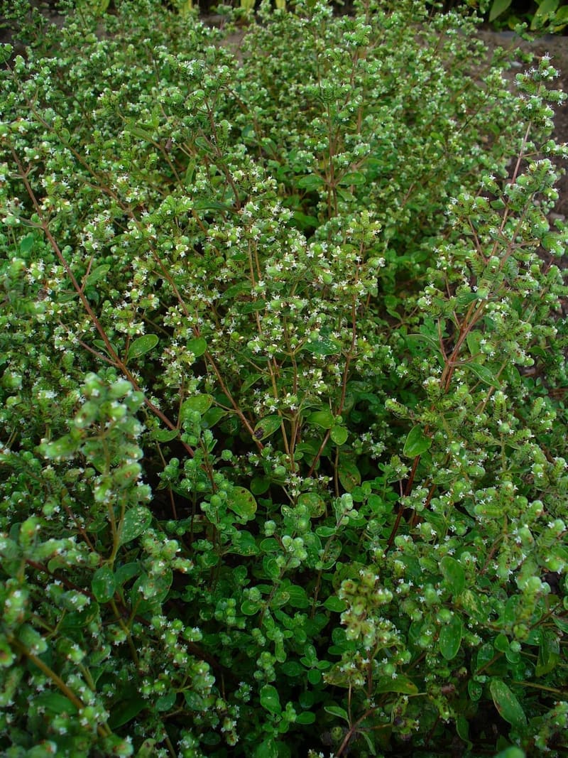 Sweet Marjoram