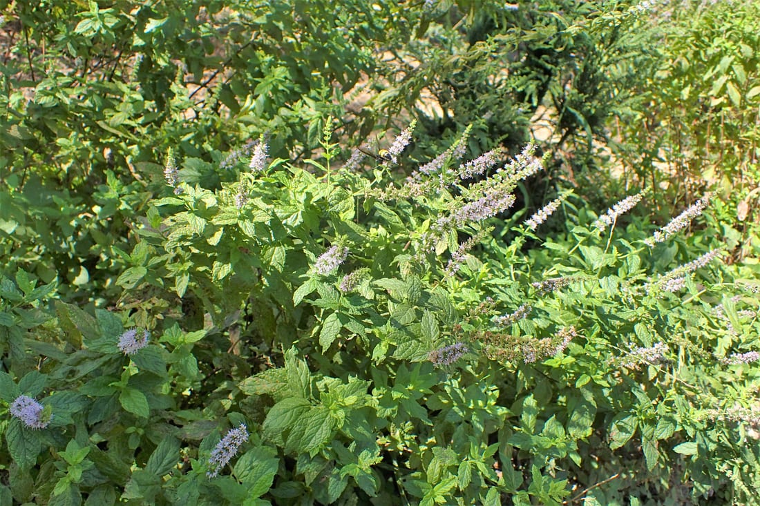 Mint (Spearmint)