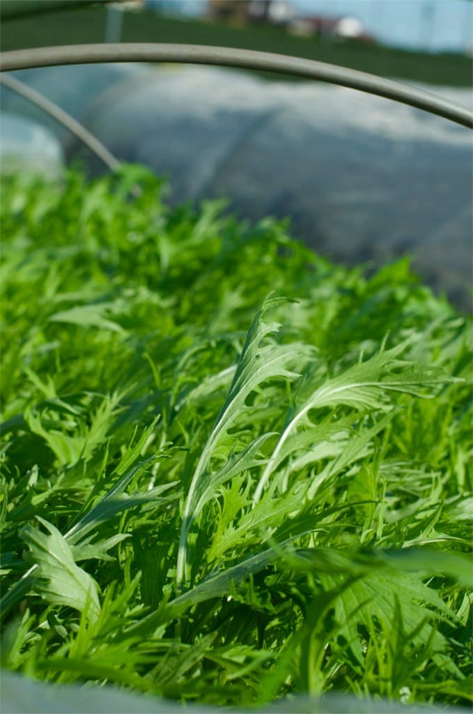 Mizuna (Japanese Mustard Green)