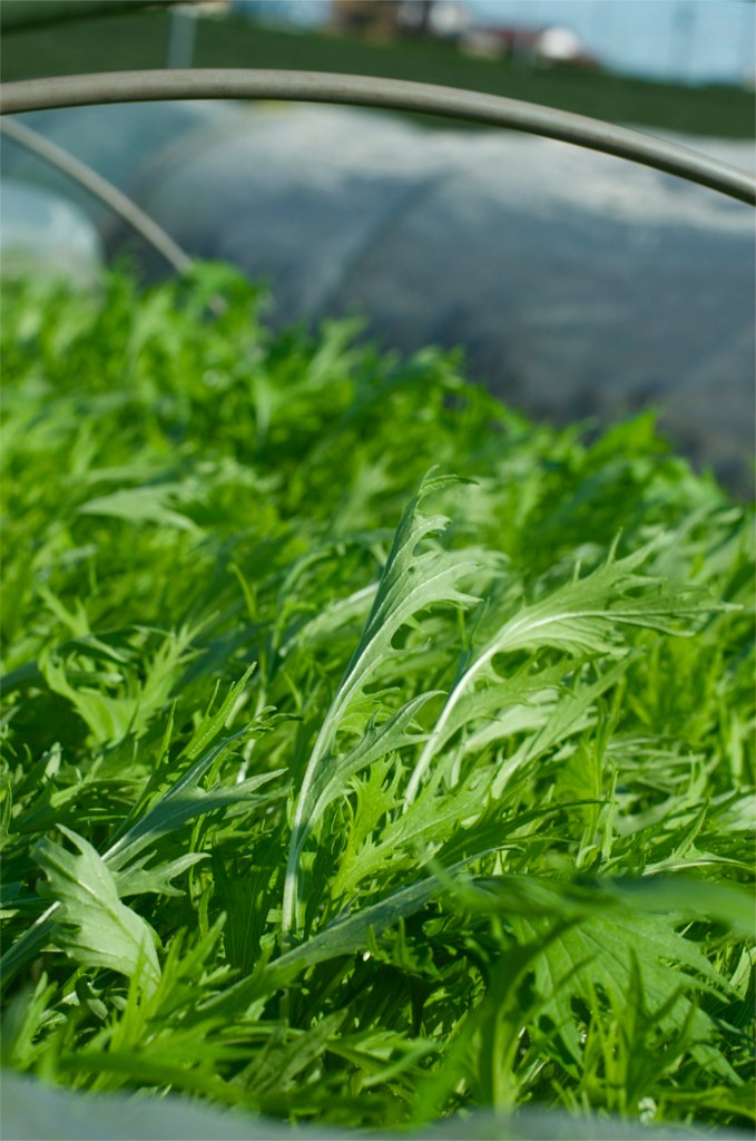Mizuna (Japanese Mustard Green)