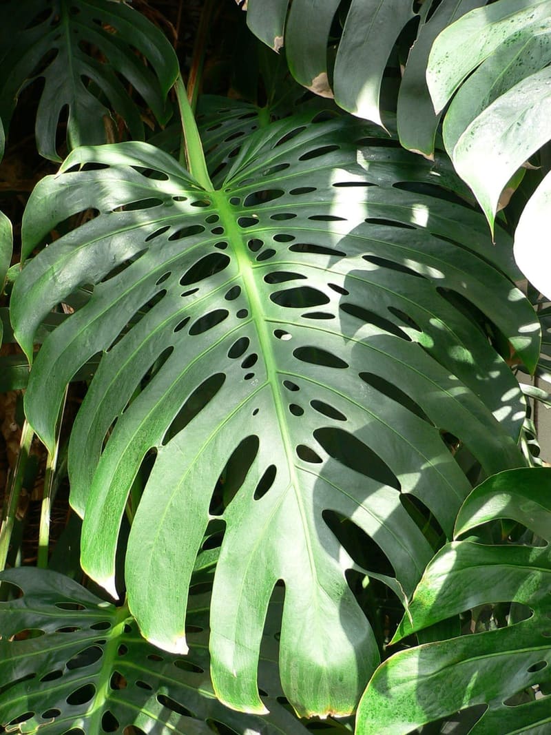 Monstera (Swiss Cheese Plant)