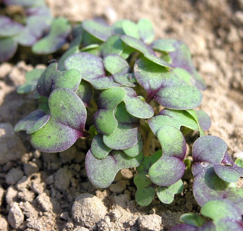 Mustard Microgreens