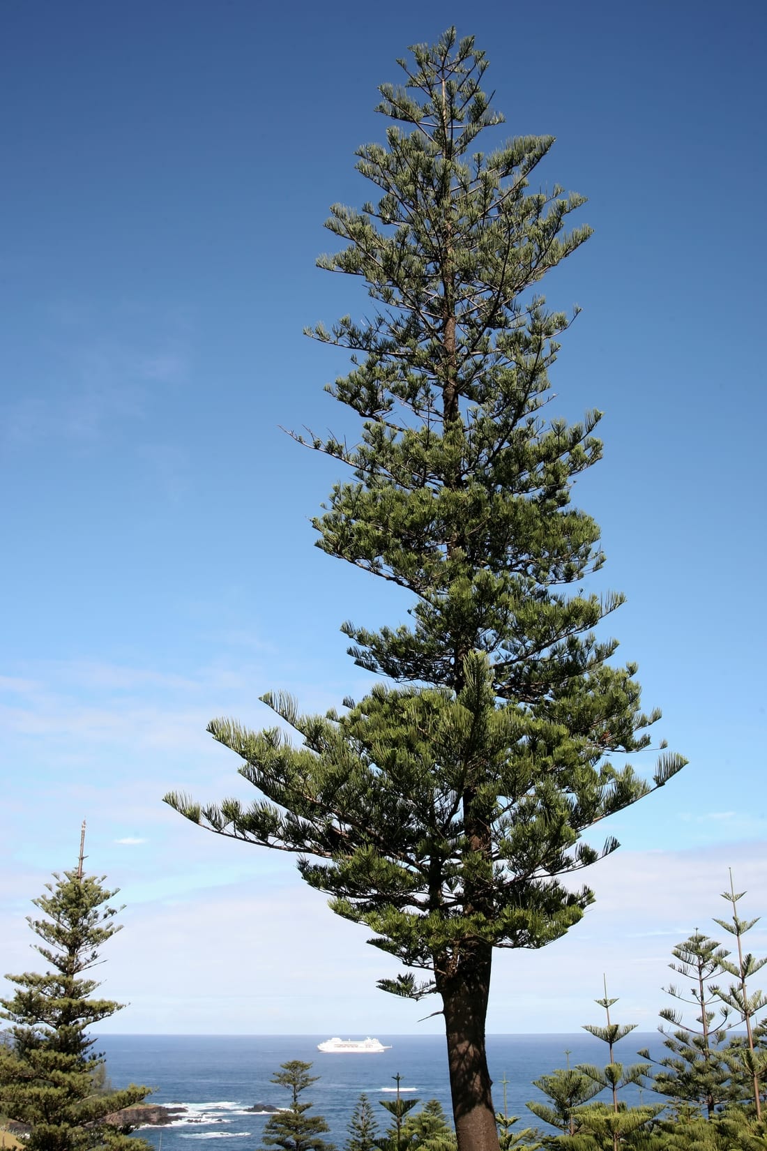 Norfolk Island Pine