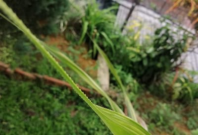 Pandan