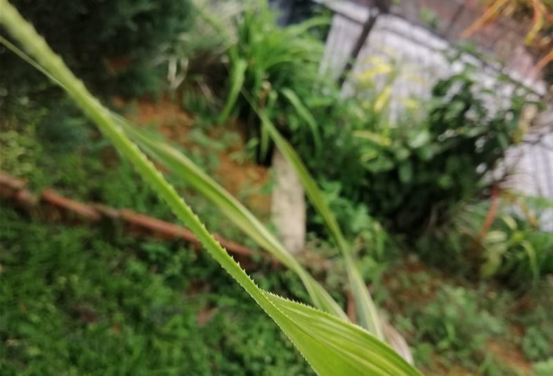 Pandan
