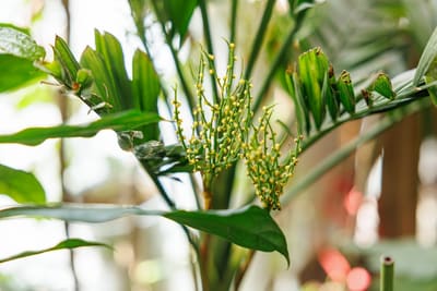 Parlor Palm