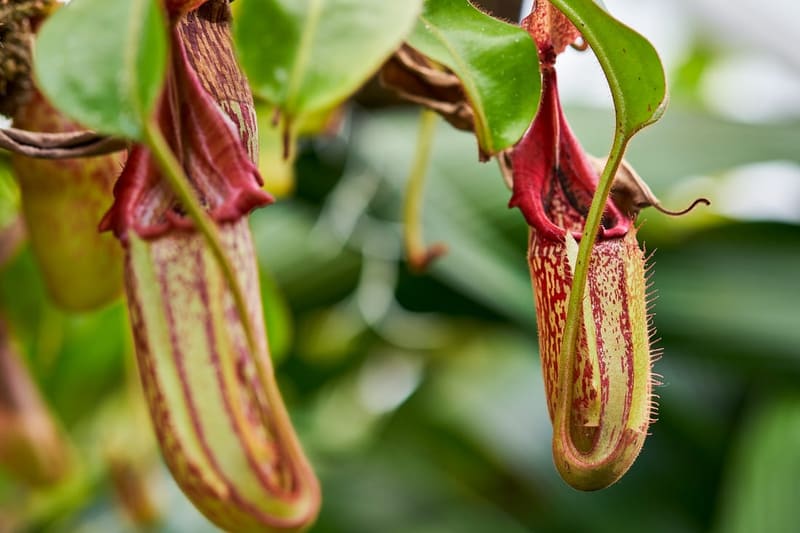 Tropical Pitcher Plant