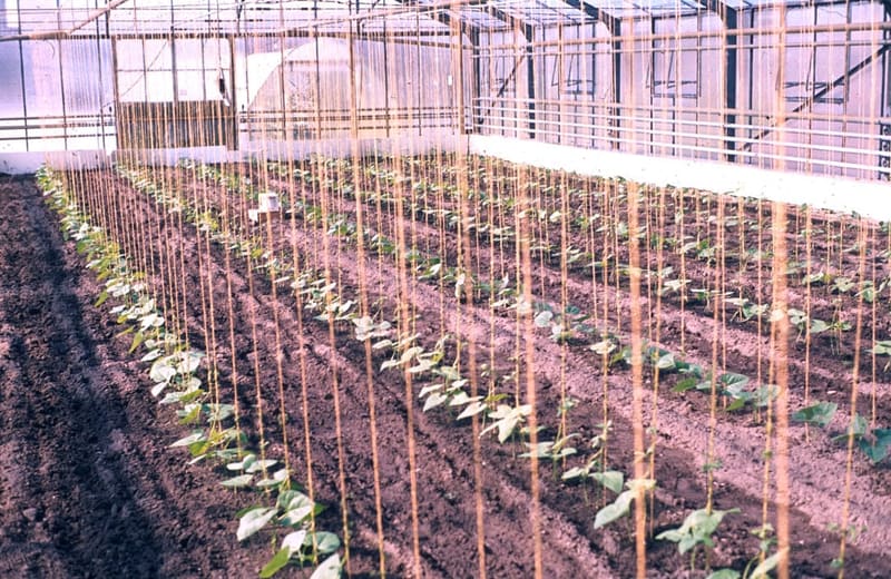 Pole Bean