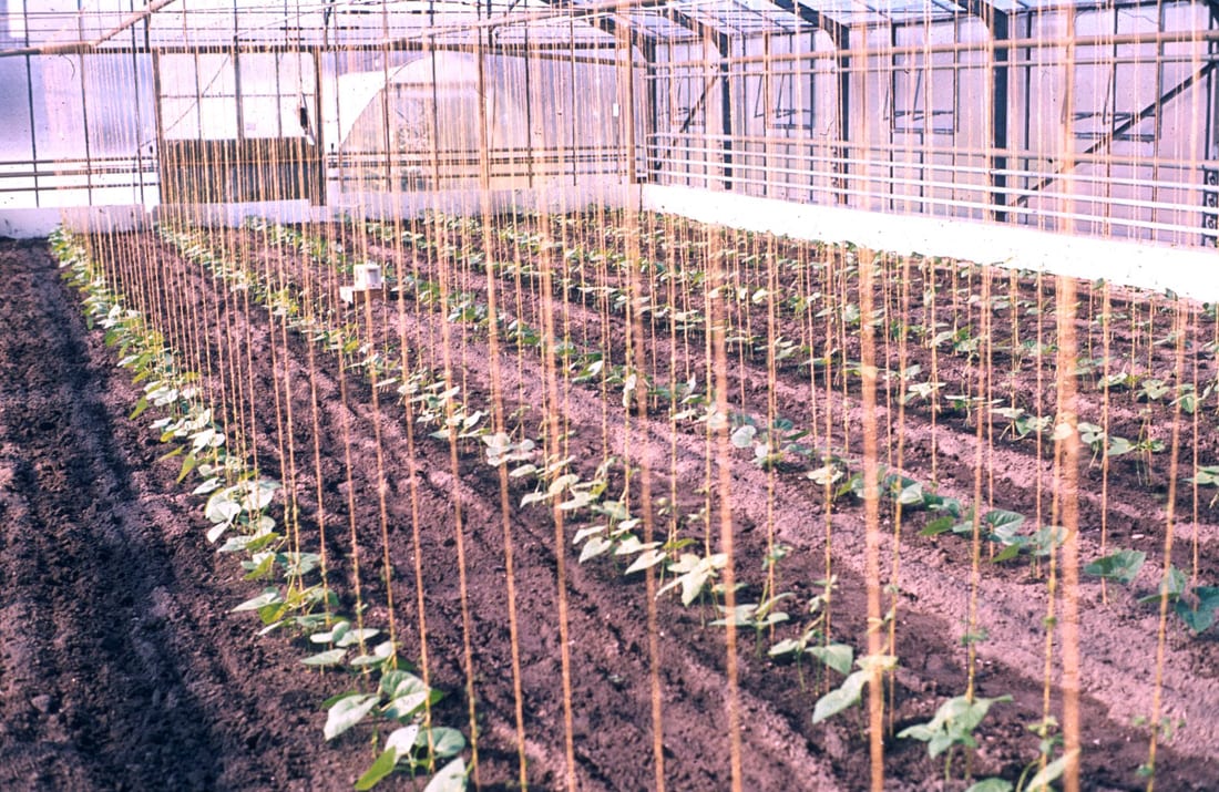 Pole Bean
